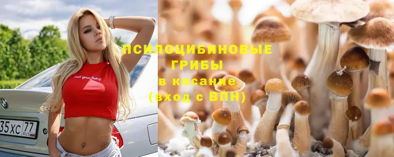 купить закладку  Константиновск  Галлюциногенные грибы Psilocybe 